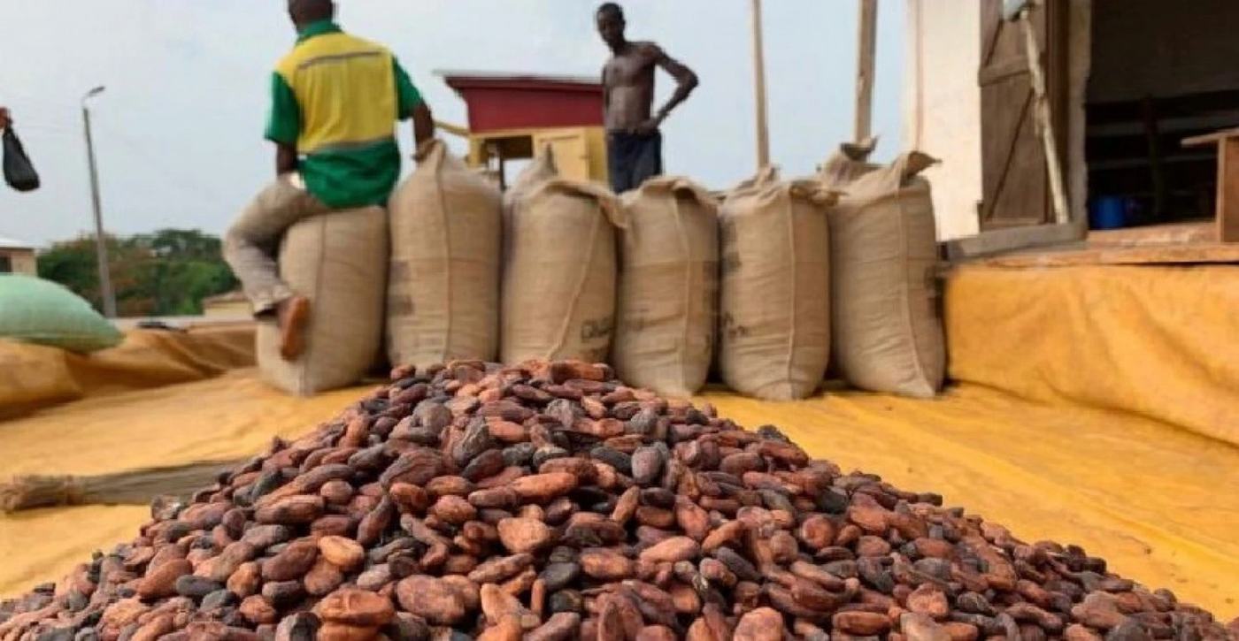 Pour la campagne 2022-2023, le prix du cacao est fixé à 900 FCFA le kilo (photo-DR)