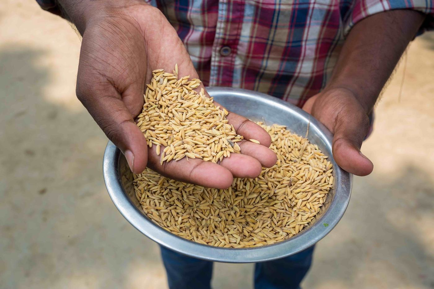 La Côte d’Ivoire importe en moyenne 787 tonnes de semences de riz par an/Photo-DR