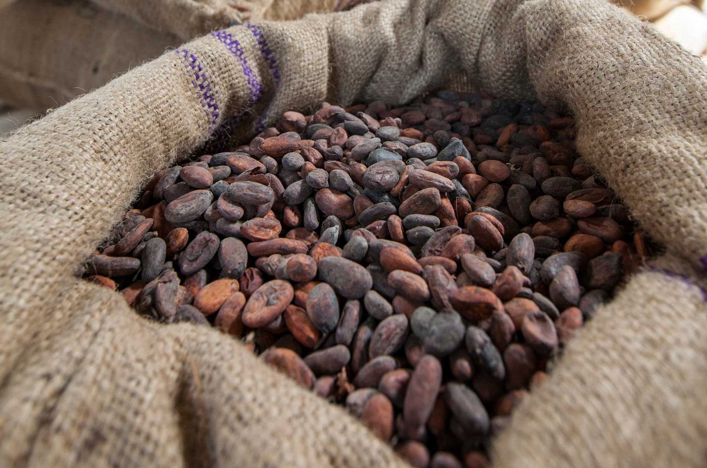La Côte d’Ivoire est le premier pays producteur de fèves de cacao au monde./Photo-DR