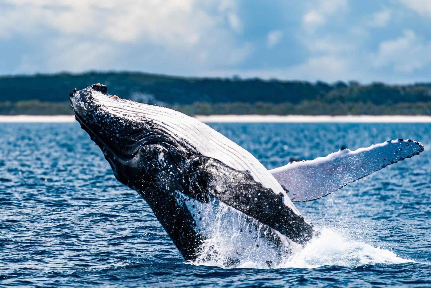 La baleine à bosse mesure environ 14 m de long et pèse en moyenne 30 tonnes./Photo-DR