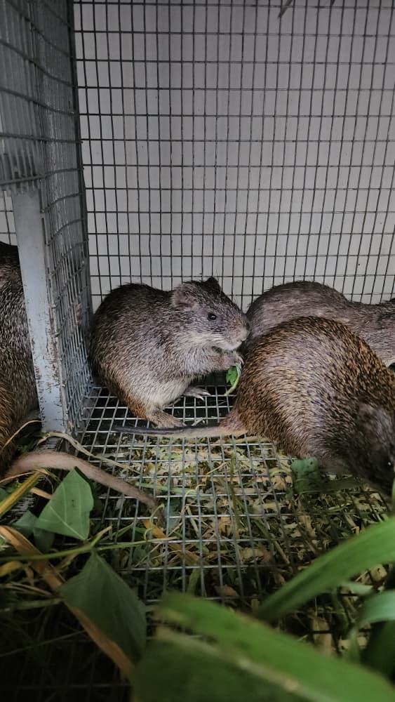 Prisé pour sa chair tendre, l’aulacode (agouti) est vendu entre 5000 et 6000 FCFA le kilo, avant l’abattage.