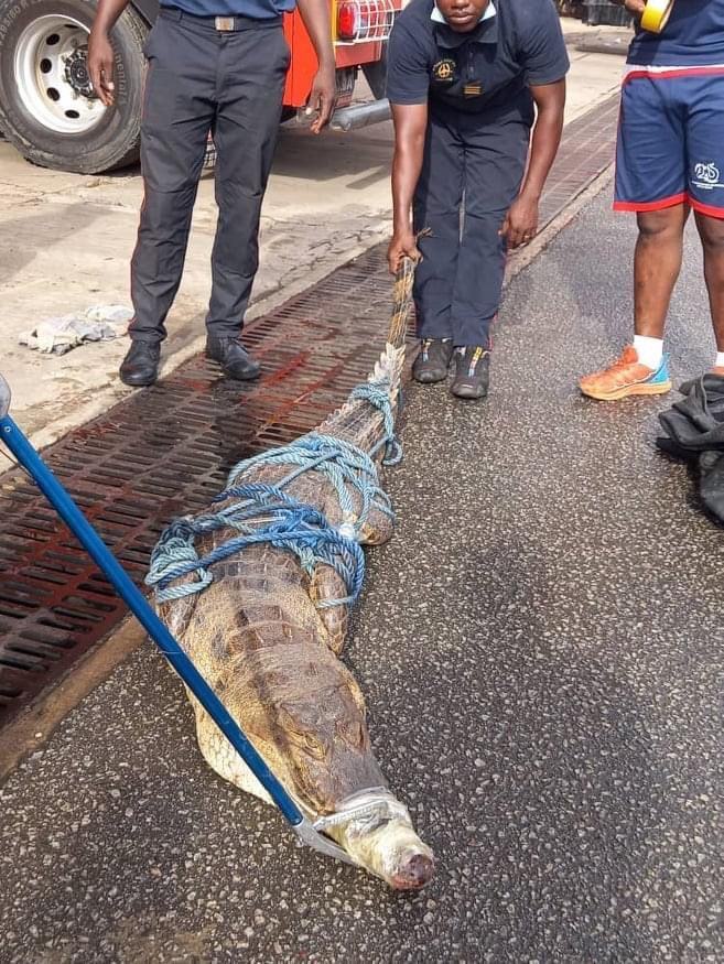 Les sauriens capturés ont été relâchés dans l’eau.