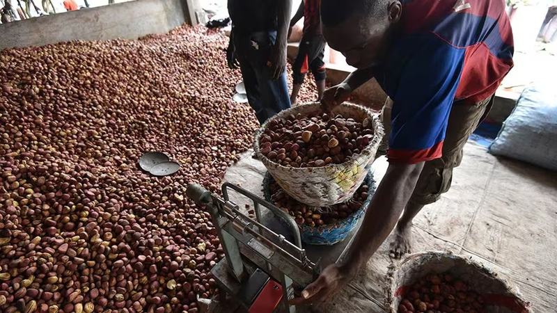 L’exportation de la noix de cola est un défi pour le secteur