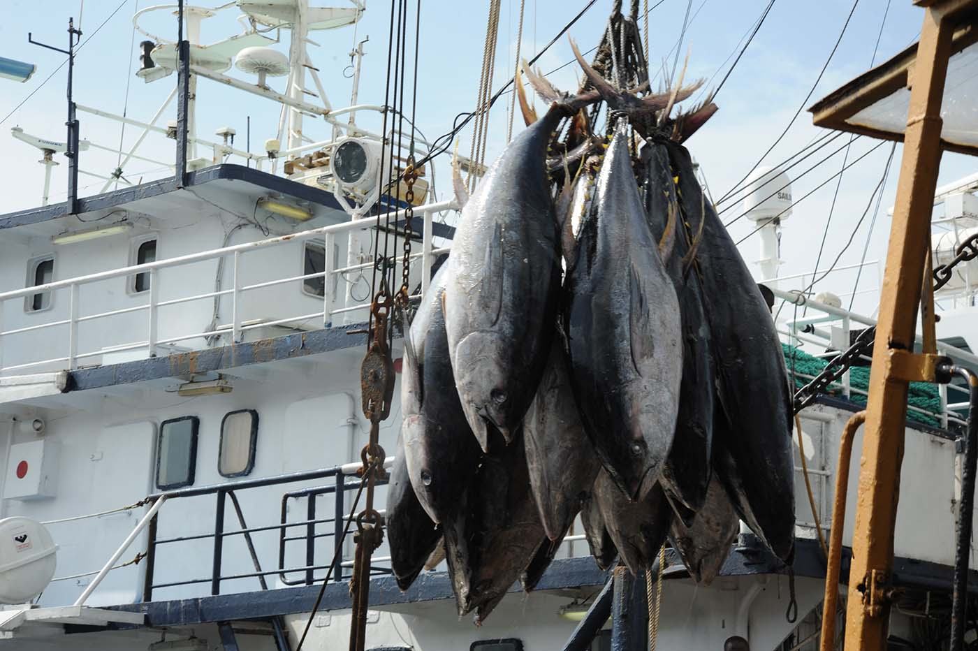 Le thon est un poisson prisé dans la pêche industrielle et sur le marché local./Photo-DR
