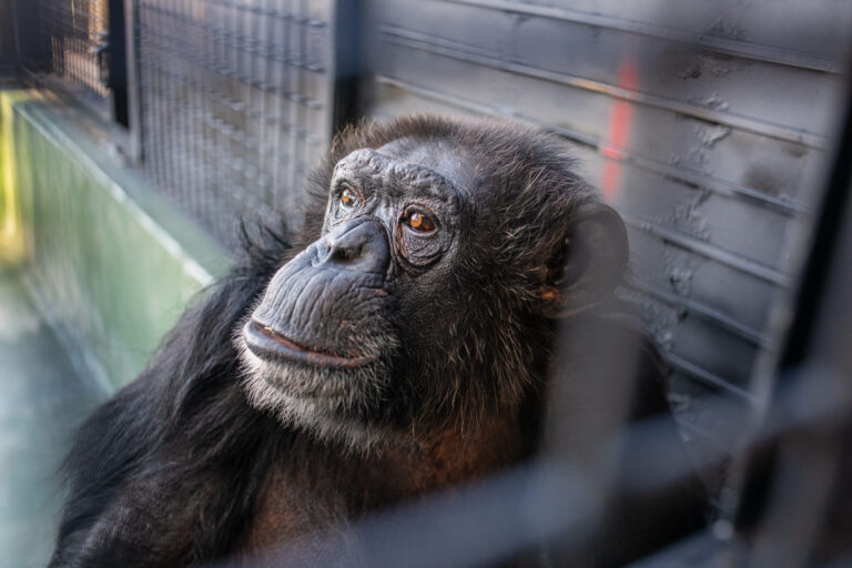 RDC / Kidnapping de chimpanzés : Une rançon exigée
