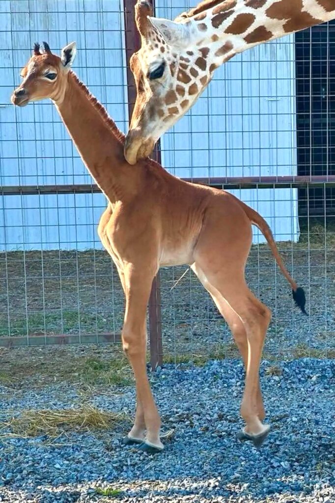 La population de girafes en hausse depuis 2015